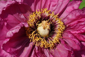 Pink tree peony flower bush in full bloom