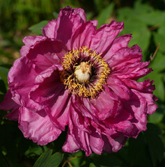 Pink tree peony flower bush in full bloom