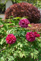 Pink tree peony flower bush in full bloom