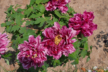 Pink tree peony flower bush in full bloom