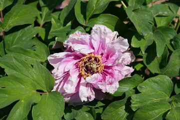 Pink tree peony flower bush in full bloom