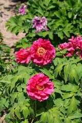 Pink tree peony flower bush in full bloom