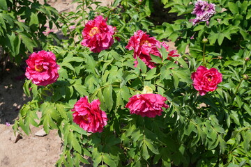 Pink tree peony flower bush in full bloom