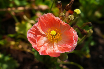 Colorful flowers of Icelandic Poppy (Papaver Nudicaule)