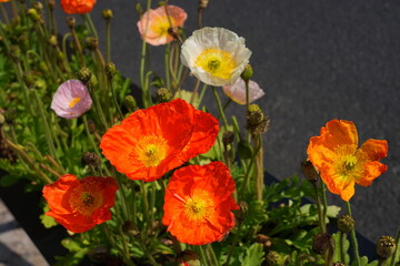 Colorful flowers of Icelandic Poppy (Papaver Nudicaule)