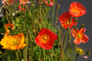 Colorful flowers of Icelandic Poppy (Papaver Nudicaule)