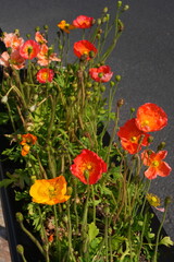 Colorful flowers of Icelandic Poppy (Papaver Nudicaule)