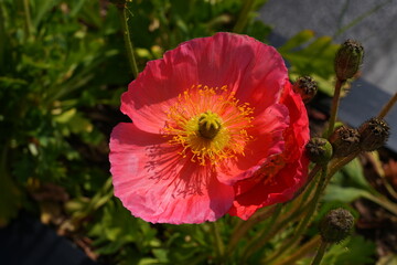 Colorful flowers of Icelandic Poppy (Papaver Nudicaule)