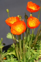 Colorful flowers of Icelandic Poppy (Papaver Nudicaule)