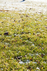Early Spring Grass with Melting Snow