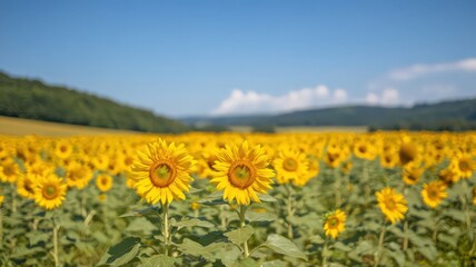 Fototapeta premium Vibrant Yellow Sunflower Field under a Clear Summer Sky