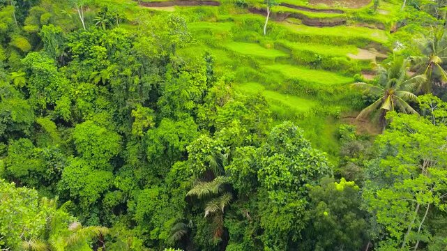 Aerial video of the Jatiluwih Rice Terraces in Bali, Indonesia, carved into green hills and watered using traditional Subak irrigation methods.