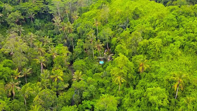 Aerial view of Ceroxylon quindiuense, the Quind&iacute;o wax palm, in Colombia&rsquo;s Andes Mountains &mdash; a unique forest of the world&rsquo;s tallest palm trees.