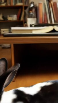 Adorable black and white Dutch rabbit close-up portrait on wooden floor, a curious bunny looking at the camera indoors.