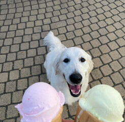 happy golden retriever with ice cream cones outdoors
