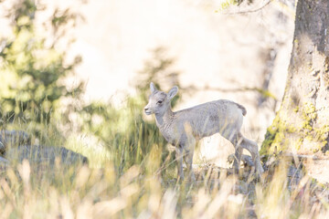 Bighorn Sheep Lamb