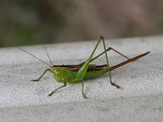 The image shows a green grasshopper on a textured surface, detailed insect macro.