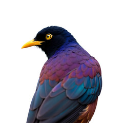 Fototapeta premium A Captivating Portrait of a Violet-backed Starling Showcasing its Iridescent Plumage and Striking Yellow Eye on a Isolated