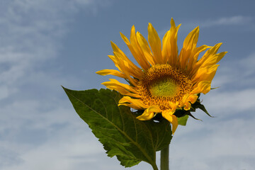 Lonely blooming sunflower illuminated by the sun