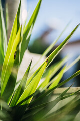 Close up of  plant leaves. Green nature.