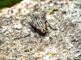 Sarcophaga carnaria