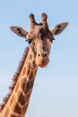 Naklejka premium Cute Giraffe