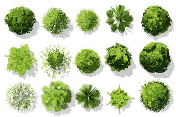 Top View Green Tree Vector Set for Outdoor Plan Map Architecture Drawing Botanical Elements Blooming Spring Flowers Tropical Plants Garden Environment