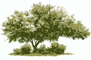 Watercolor Blooming Flower Tree Forest Side View Vector Isolated for Landscape Architecture Garden Environment Green Tree Garden Section Elements