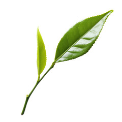 Obraz premium Fresh green tea leaves on a clean white background for aromatic brewing and healthy beverages, fresh tea leaf on white background