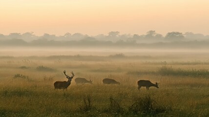 Naklejka premium Three Deer Grazing in a Foggy Meadow at Sunrise