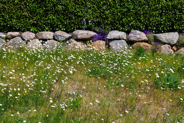 Daisies growing in front of stone wall and hedge
