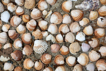 Seashells forming a beautiful pattern on the sand, creating a natural background