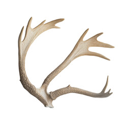 Fototapeta premium Display of large antler rack on a Transparent background showcasing intricate details and natural texture, Large Antler Rack, PNG background