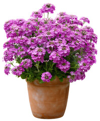 Fototapeta premium Vibrant Purple Verbena Flowers in Terracotta Pot A Stunning Floral Display