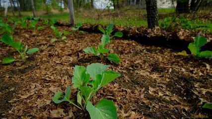 Close up of drop of water on cabbage leaf and mowing camera away revealing more plants growing in vegetable garden - slow motion shot