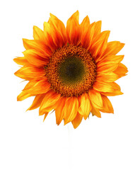 Naklejka premium Vibrant Orange Sunflower Blossom, Close-Up Photography
