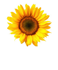 Fototapeta premium Vibrant Yellow Sunflower in Full Bloom A Close-Up View
