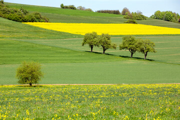rural landscape with rapeseed field in german national park of saar hunsrueck under blue sky in...