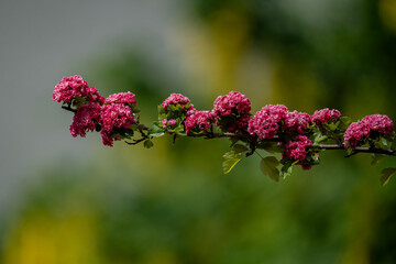 Pink hawthorn flowers on a branch