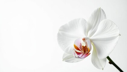 Delicate white orchid blossom against pure white backdrop, nature photography, blossom, petal