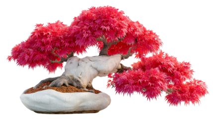 Red Bonsai Tree Miniature Japanese Maple Asian Plant Indoor Decor Zen Garden Feng Shui Po