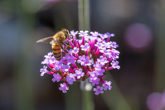 Macro Closeup Photo of a Bee on Verbena Bonariensis Purpletop Vervain Outdoor Blooming Flowers Sunny Day