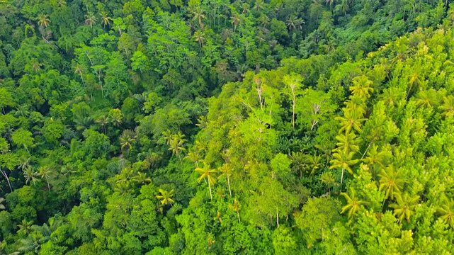 Drone footage shows a vast tropical rainforest in Bali, Indonesia, filled with green canopy and ecological richness, typical of Southeast Asia&rsquo;s equatorial zones.