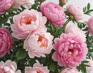 Fresh pink peony and rose bunch, isolated on white  Ample copy space ,  fresh flowers,  background,  anniversary