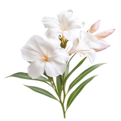 Fototapeta premium Isolated Nerium oleander flower with delicate petals and green leaves on a Transparent background, Isolated image Nerium oleander flower on PNG background