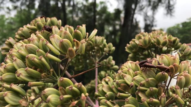 Hemimetabolic close up. Ferula communis isolated in public garden (Ferule commune). Big green plant close up.