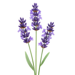 Fototapeta premium Lavender flower sprigs in vibrant purple tones against a Transparent background, cute lavender flower isolated