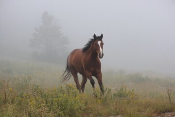 A brown horse with a white blaze on its forehead runs through a foggy field.