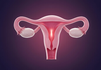 Female reproductive system anatomy illustration