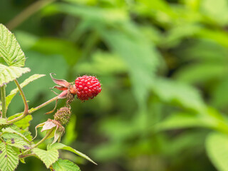 5月の野山 クサイチゴの赤い実が実る 05